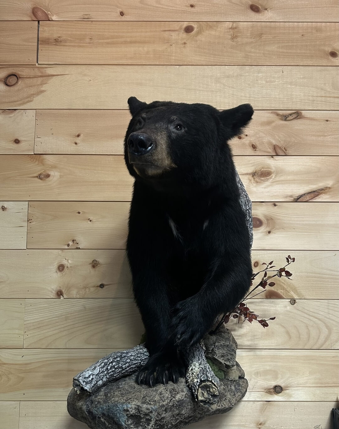black bear mount fox den taxidermy